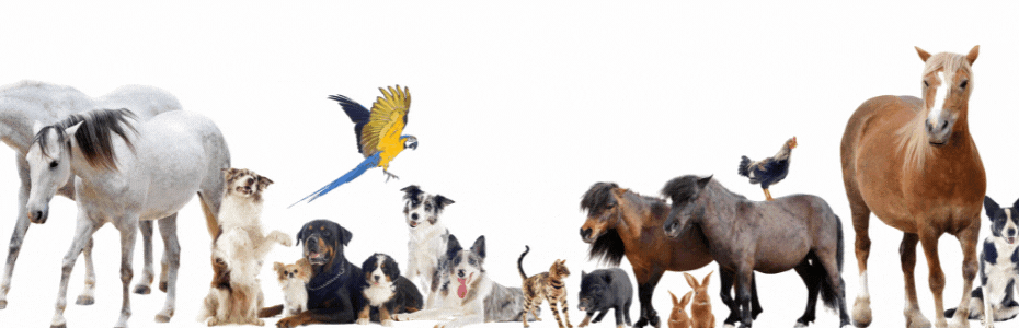 VetuLab ● فيتيولاب ● المختبر البيطري الشامل